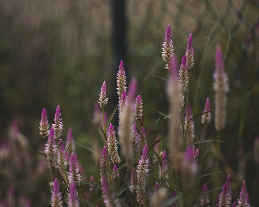 purple and white flowers