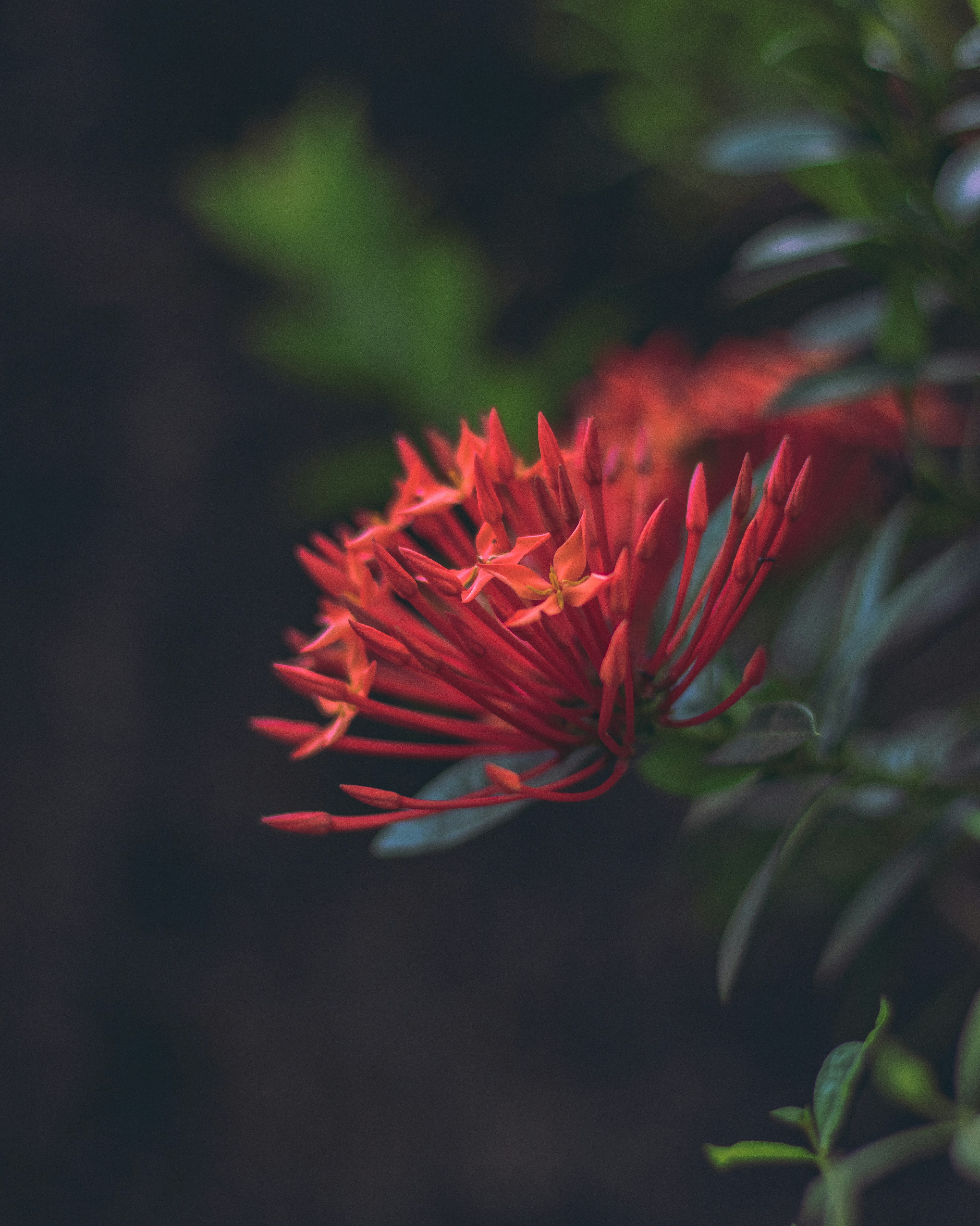 Photo by malikshibly