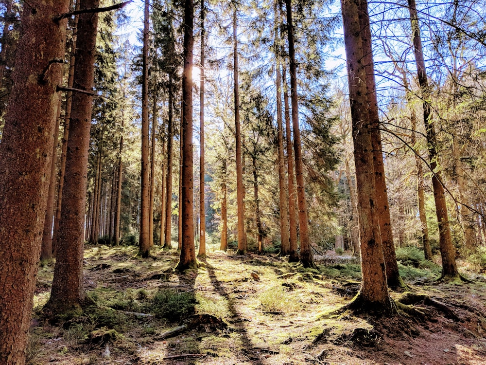 pine trees during daytime