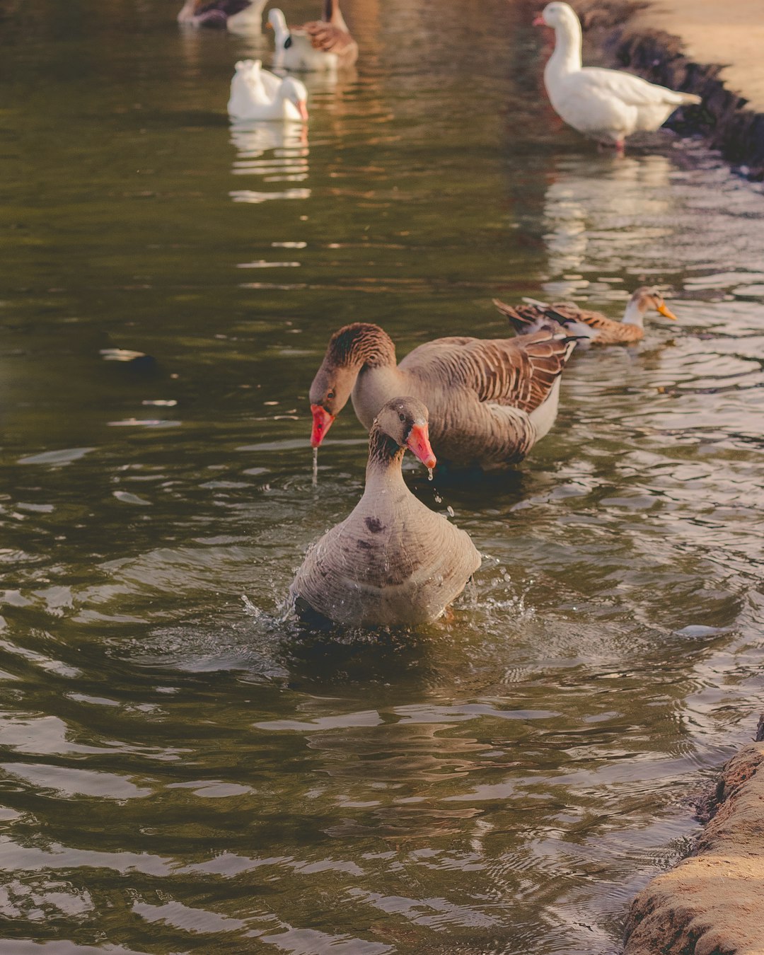 two brown swans on body of water