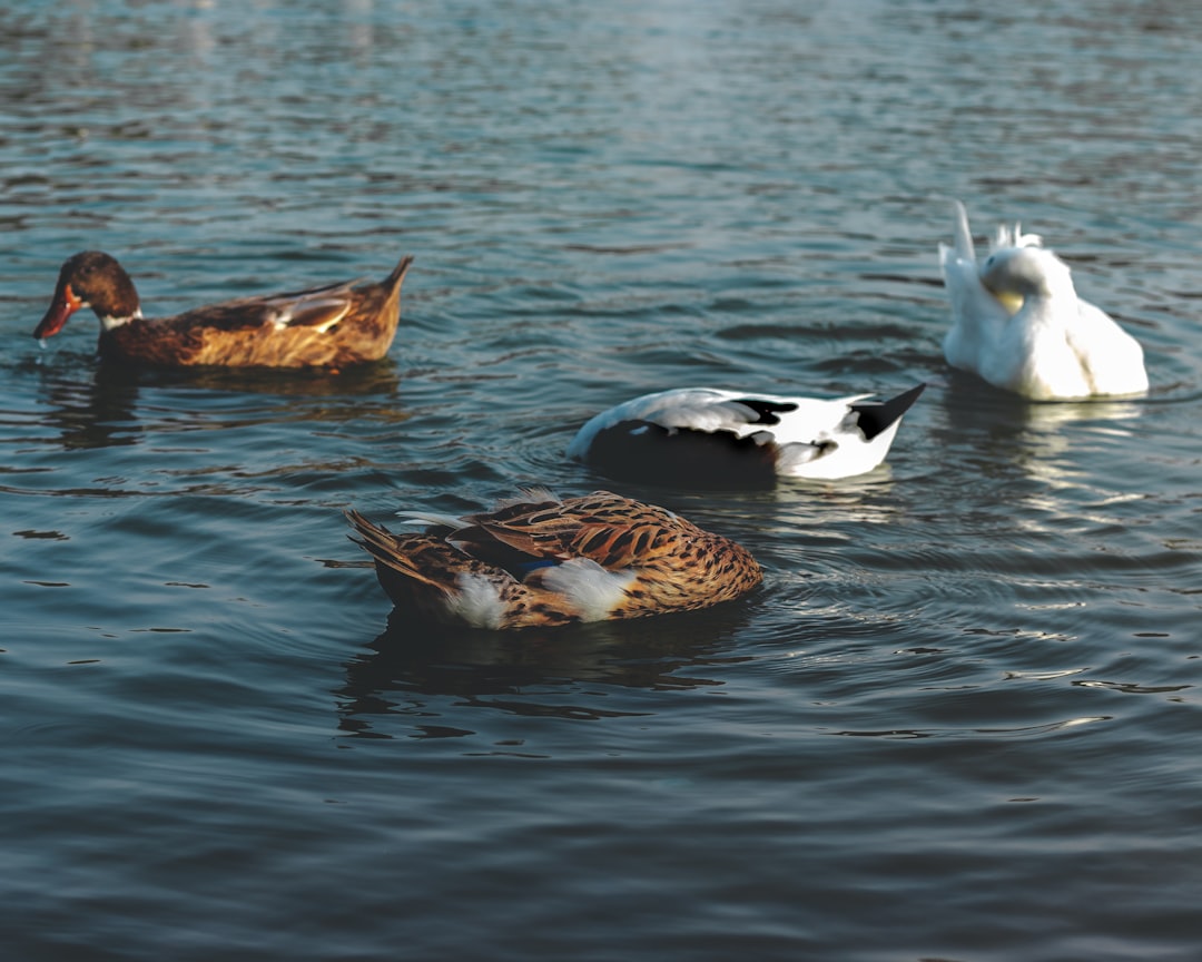 four grey and white ducks swimming on water