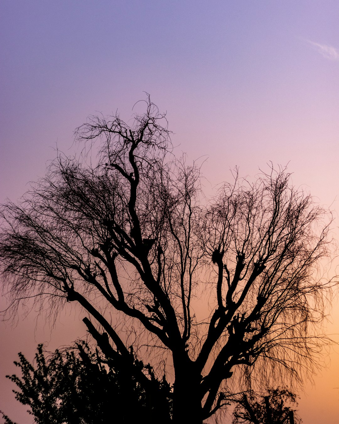 silhouette of bare tree during golden hour