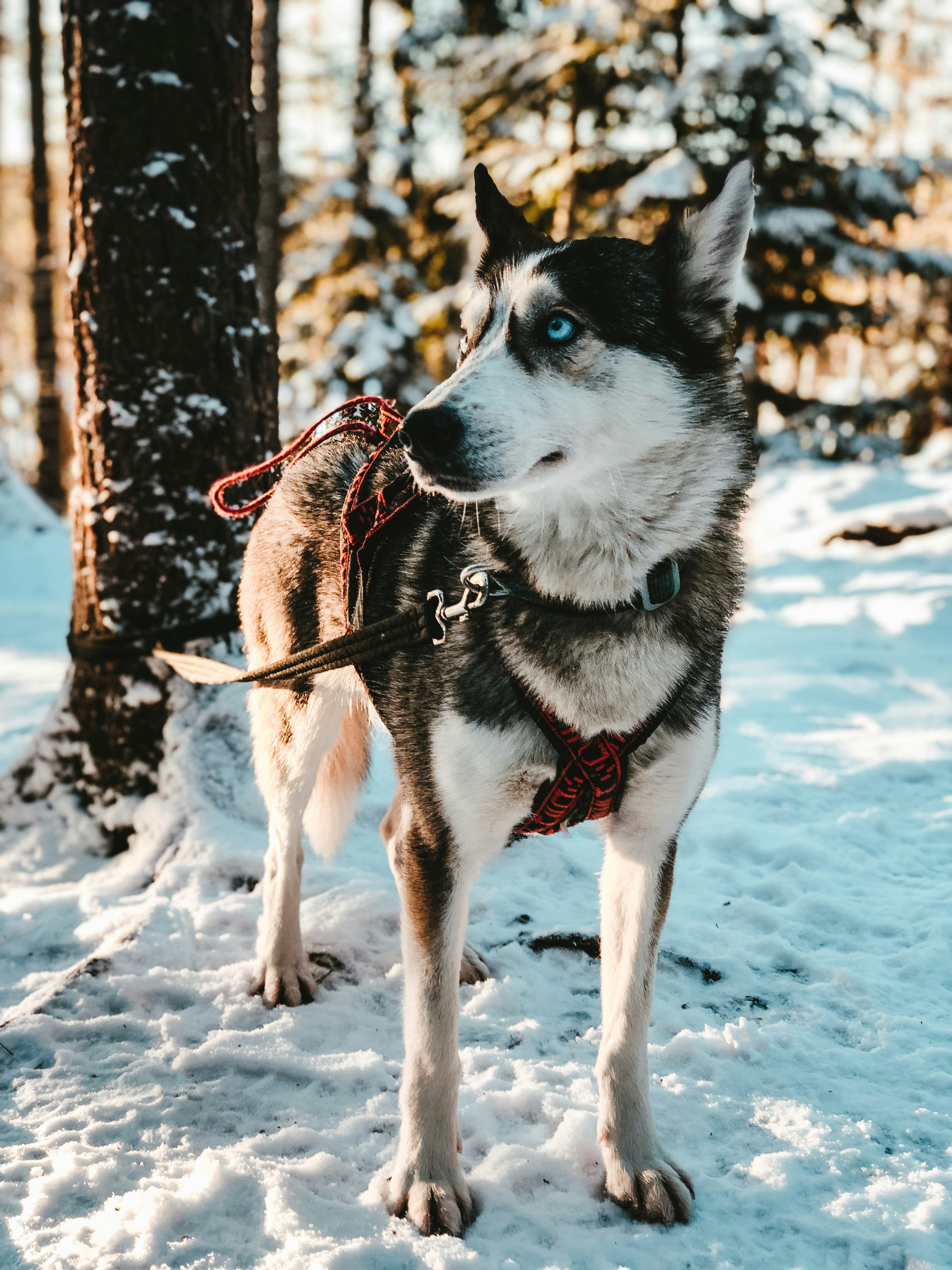 short-coated black and white dog beside tree