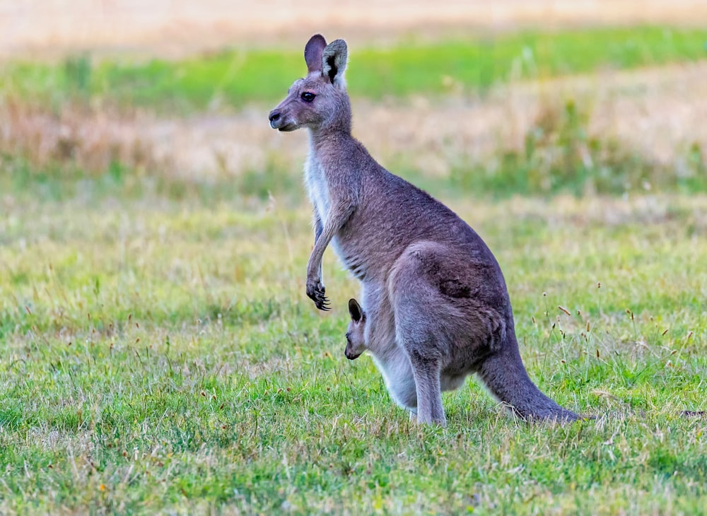brown kangaroo with kid on pouch at green grass field
