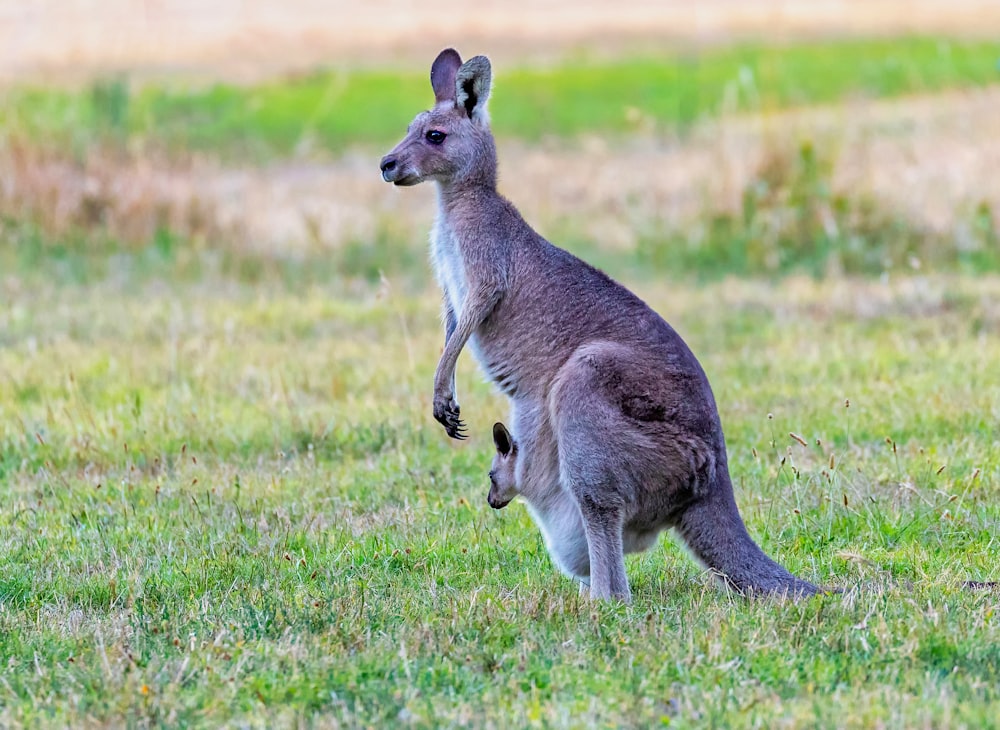 緑の芝生のフィールドでポーチに子供と茶色のカンガルー