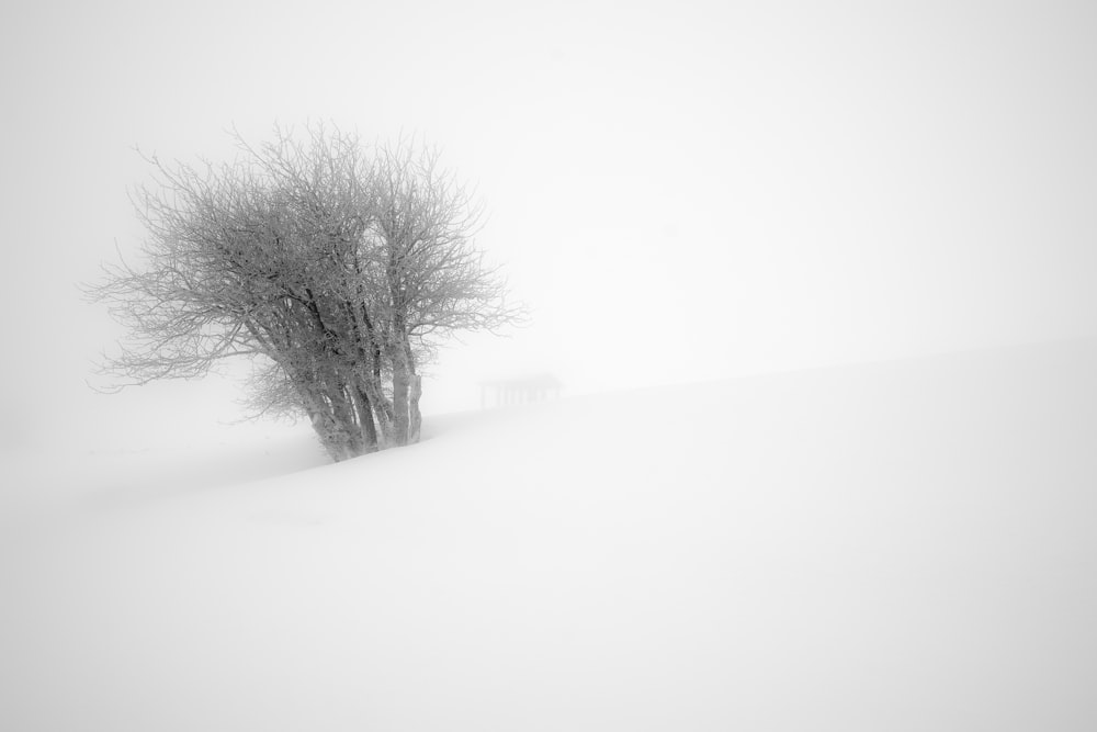 gray tree in snow field