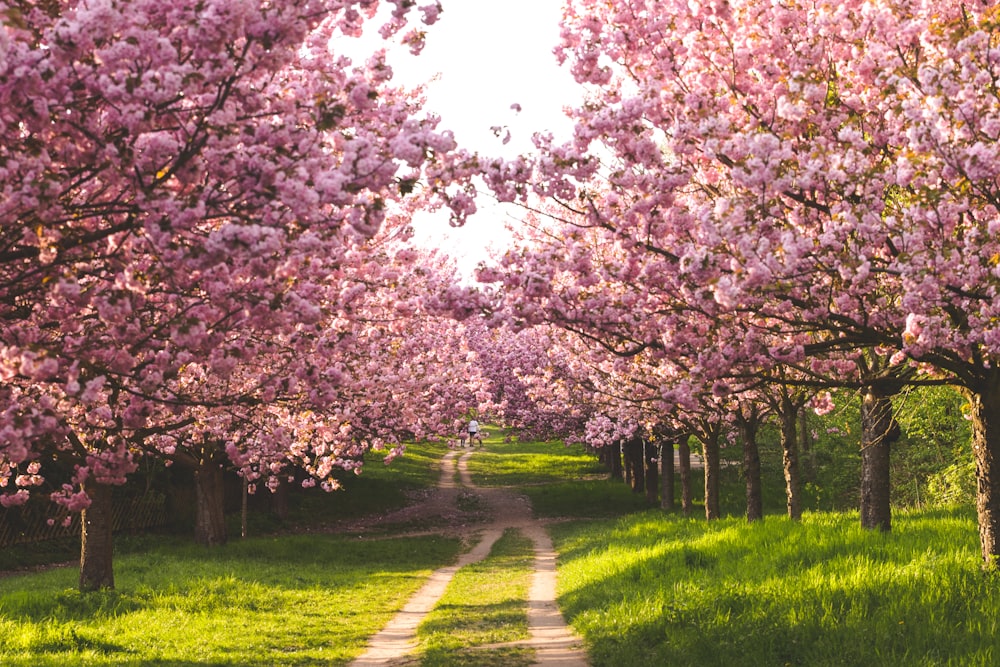 pathway between cherry blossoms