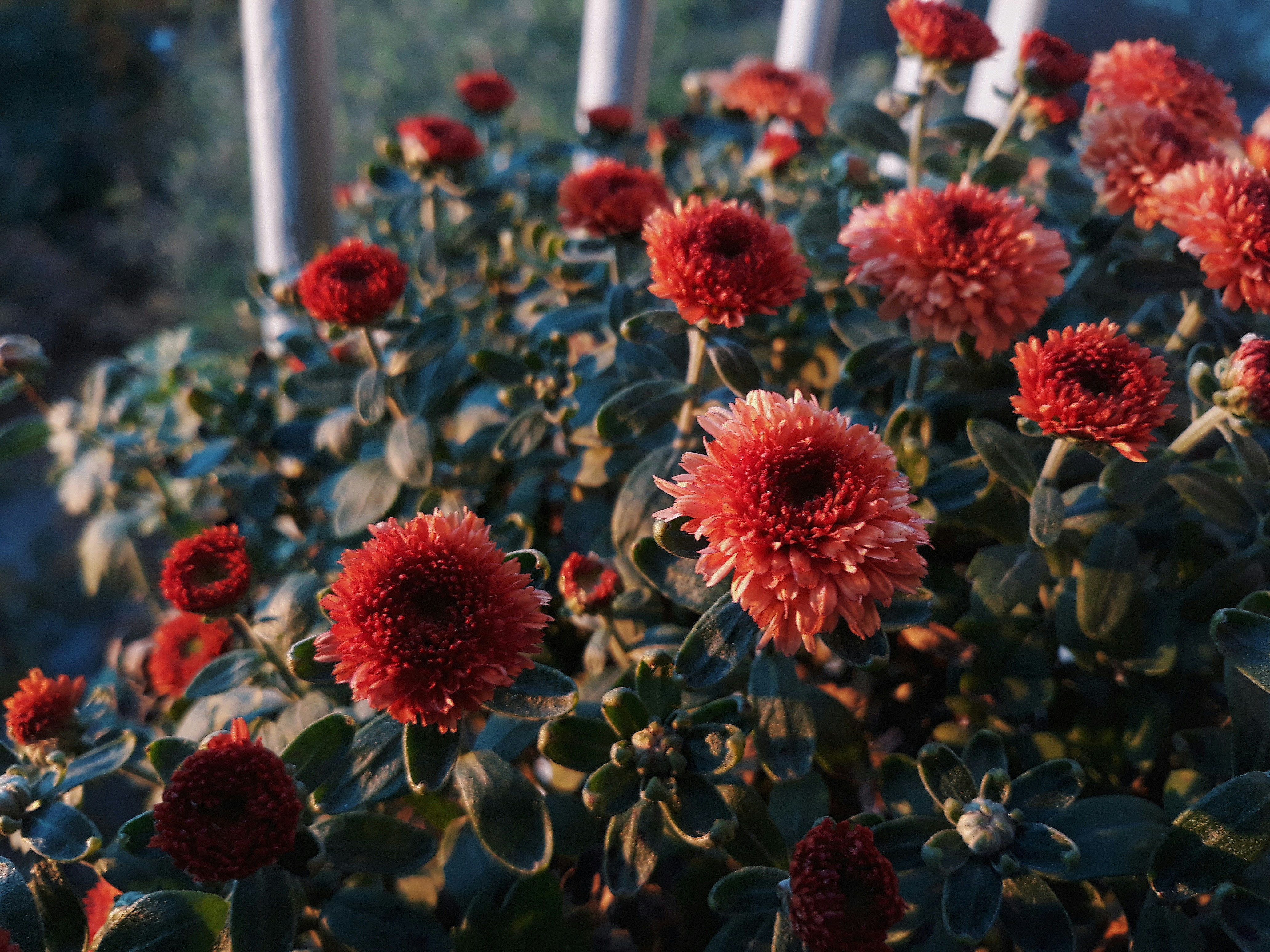 red daisy flower blossom teams background