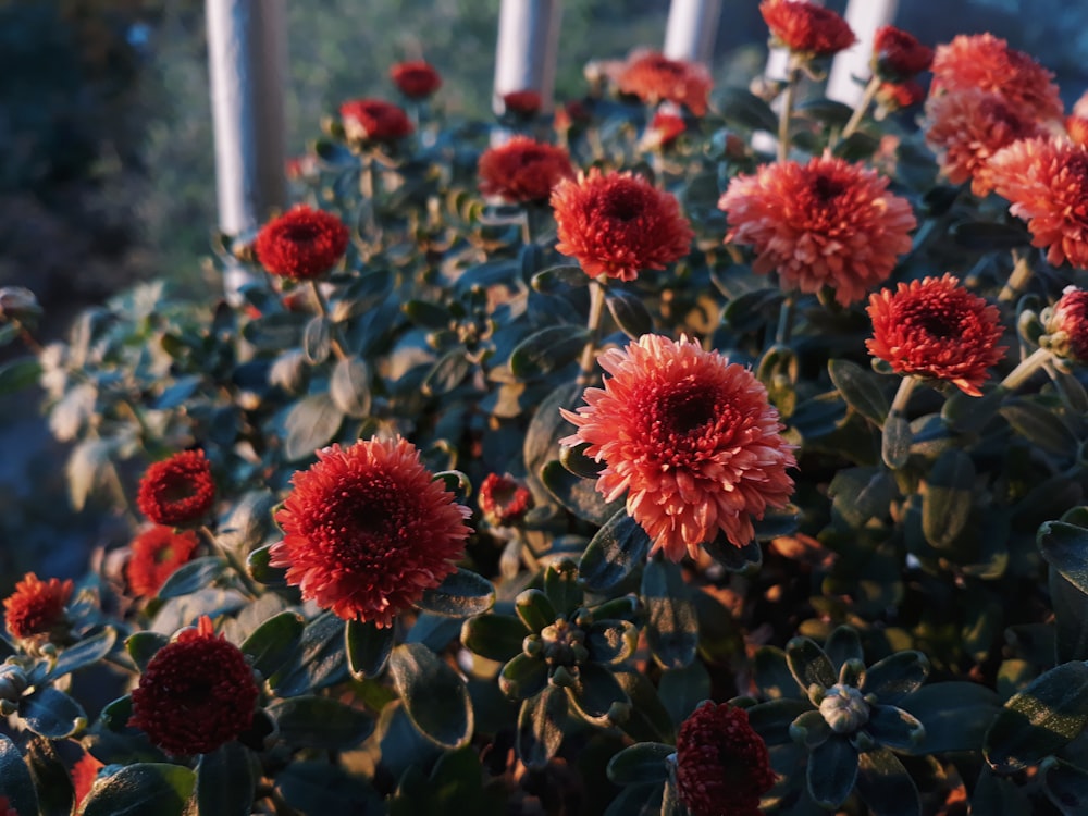 赤いヒナギクの花