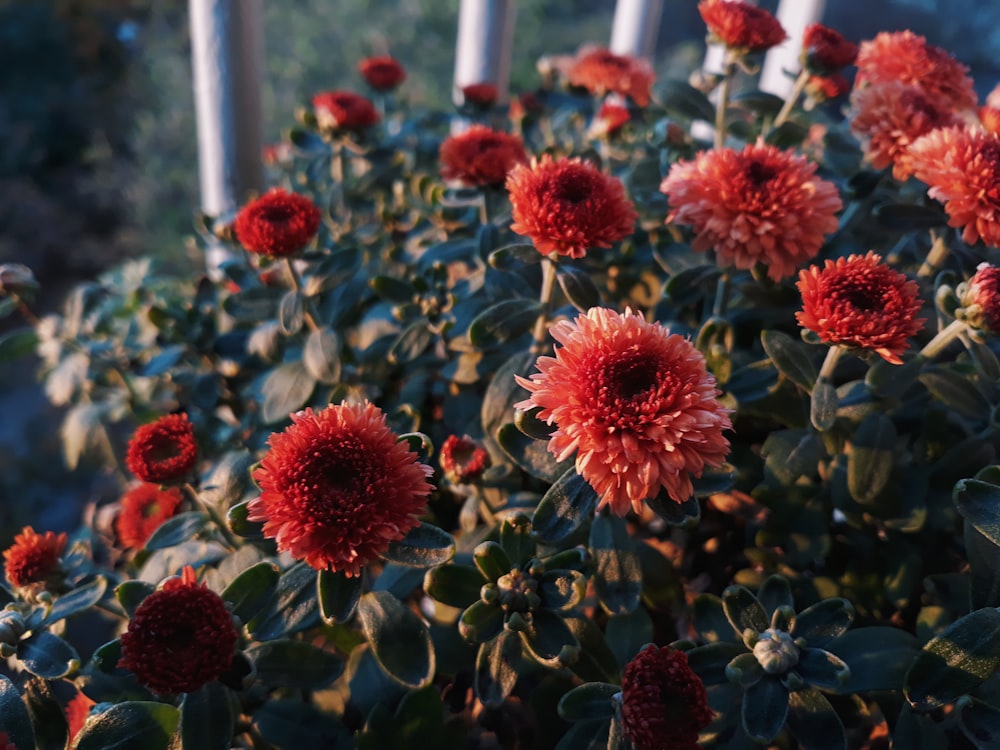 Fiore di margherita rossa