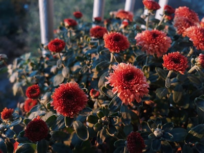 red daisy flower blossom google meet background