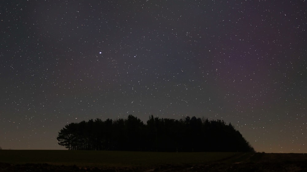 silhouette photography of trees at night time