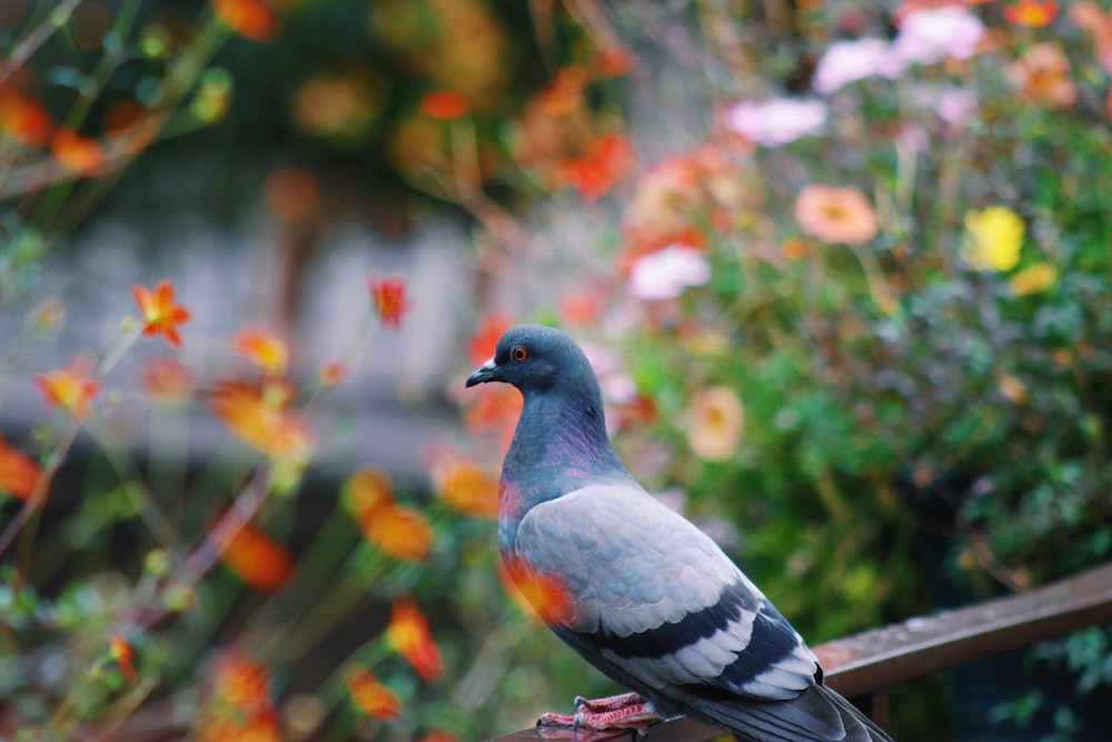 gray pigeon on railing