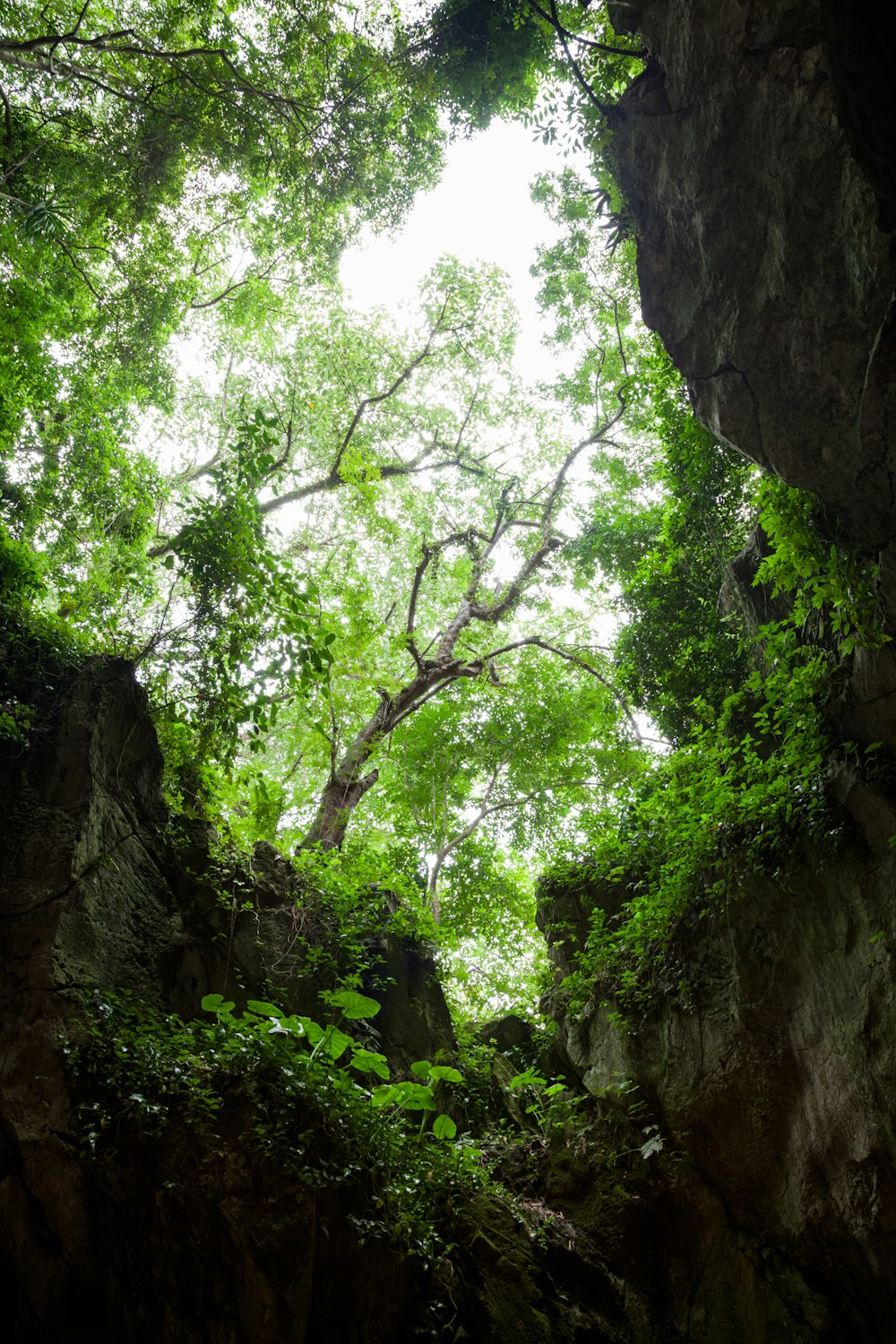 Albero verde durante la fotografia diurna dal basso