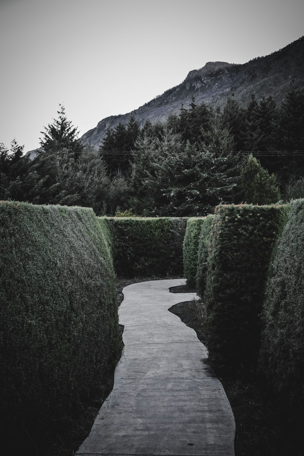 pathway between green-leafed grass