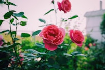 shallow focus photography of pink flowers