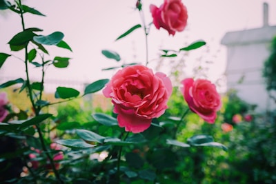 shallow focus photography of pink flowers