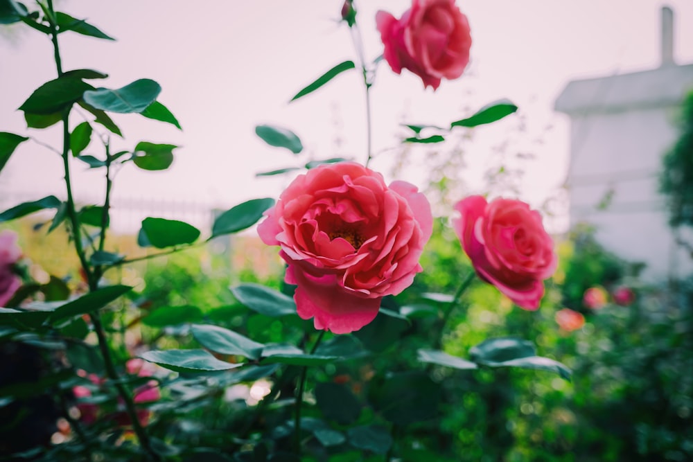 shallow focus photography of pink flowers