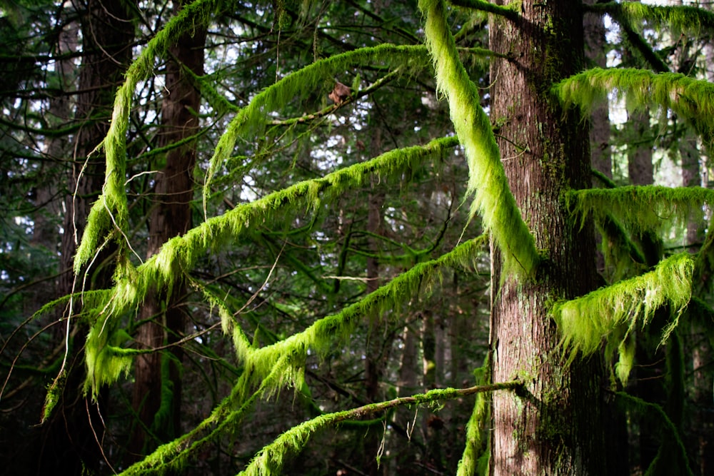 green pine trees during daytime