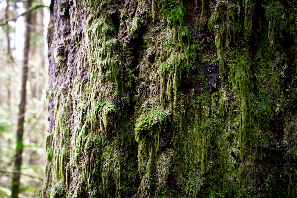 selective focus photography of big rock