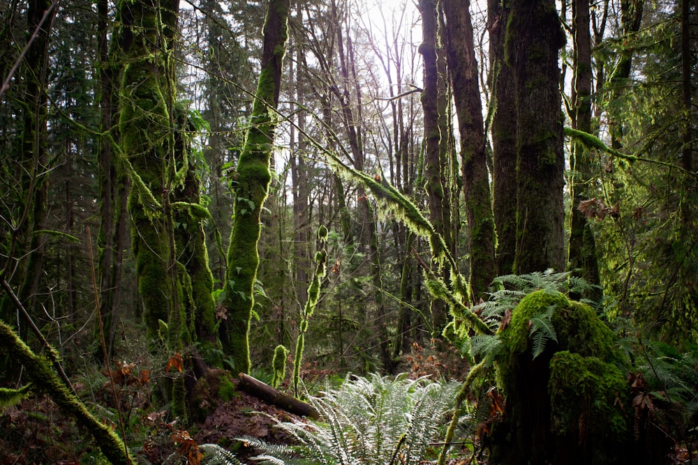 moist bark forest