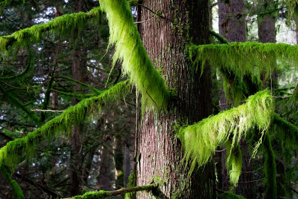 brown bark and moss branches