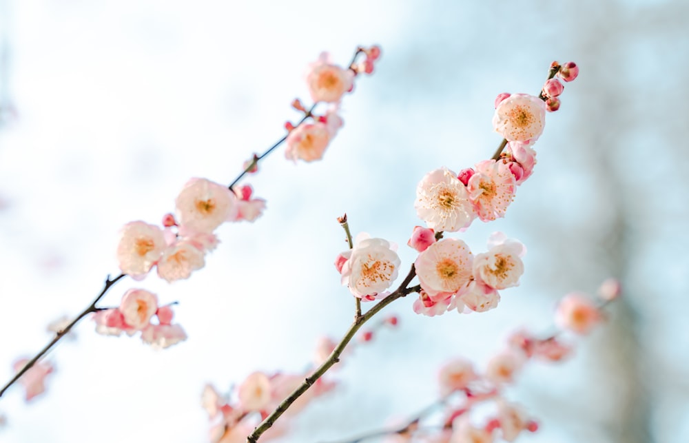 beige-petaled flowers