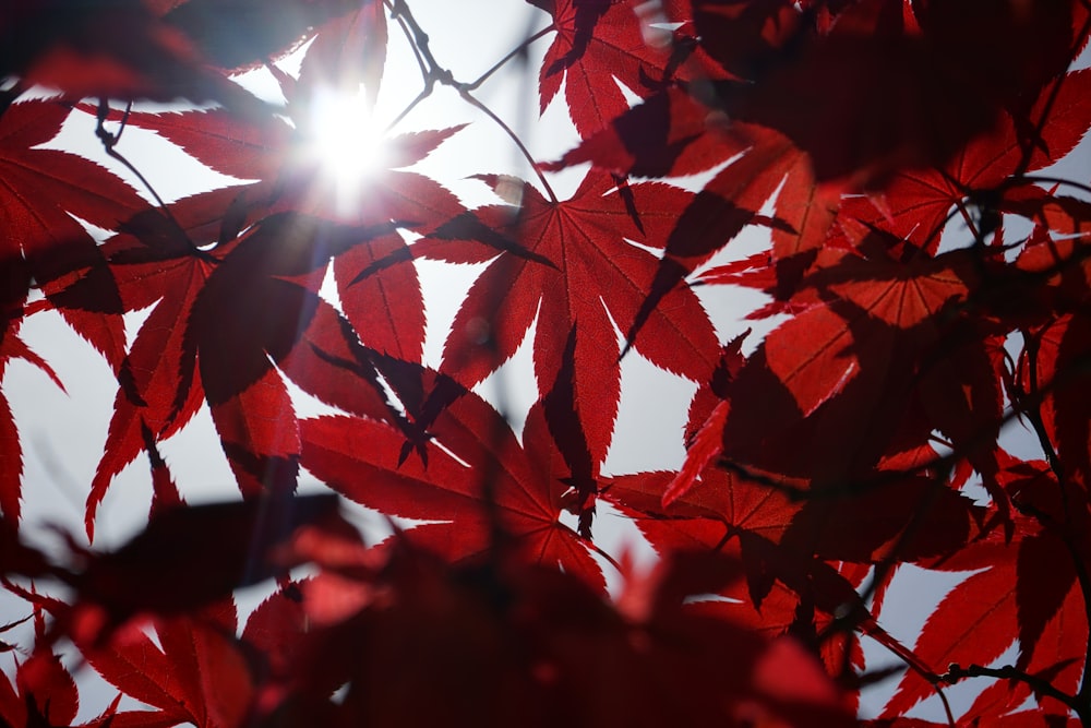 red maple leafs with sun rays coming through