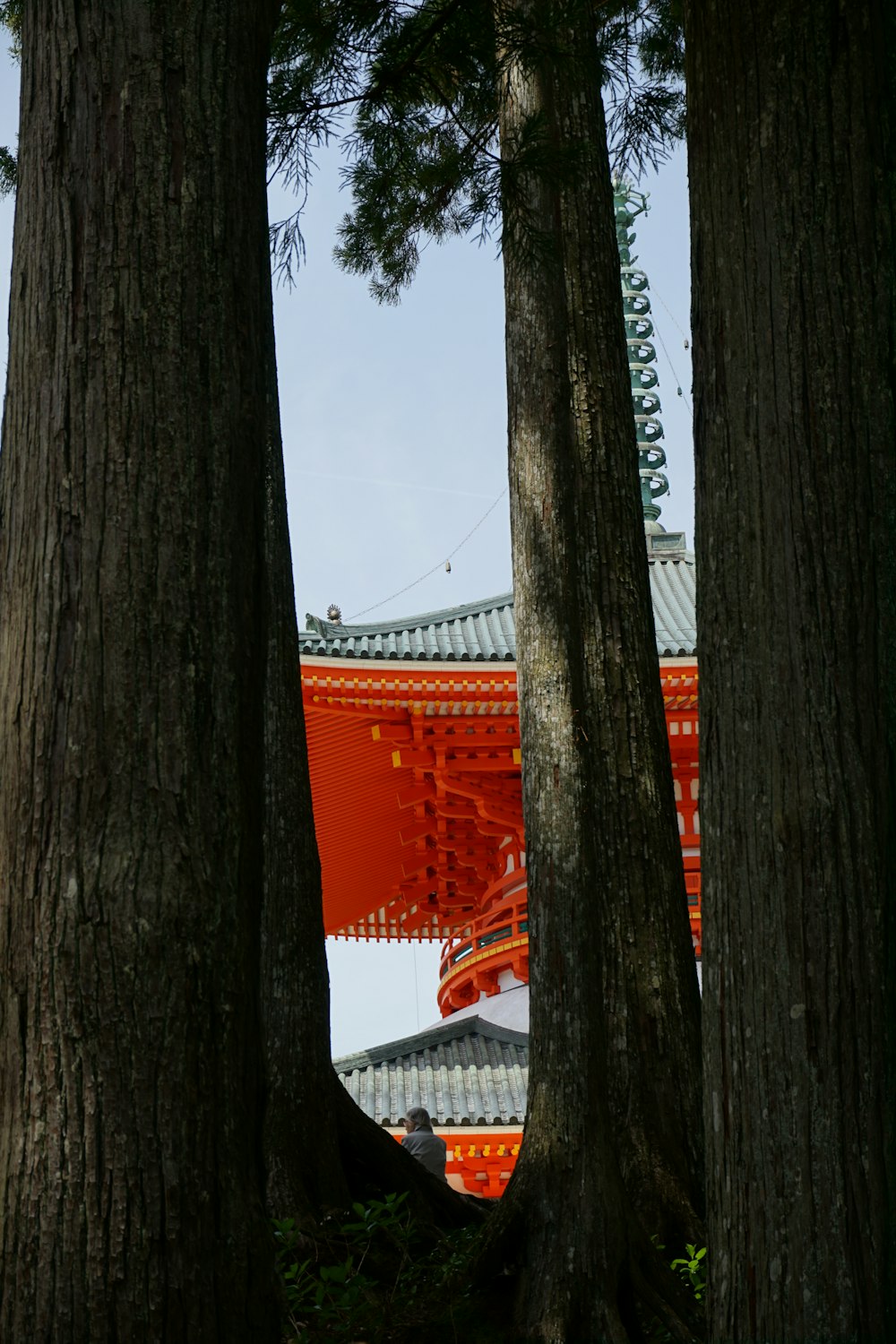 tree near red house