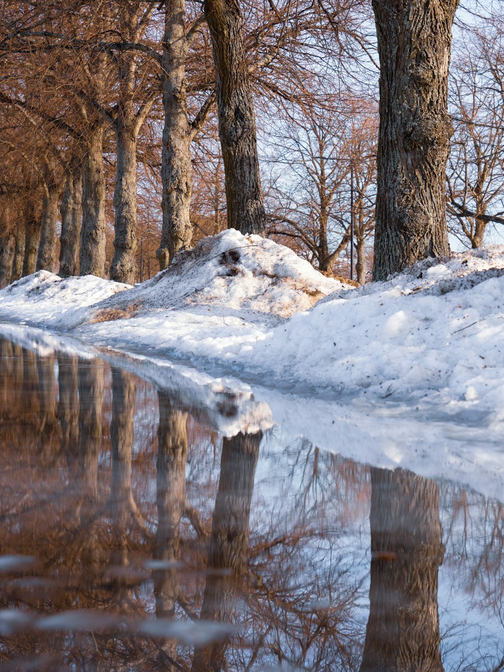 brown tree filled with snow during daytime