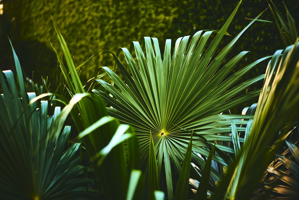 green fan leaves