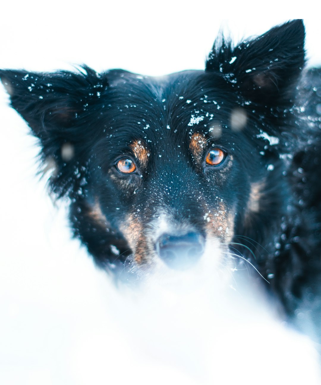 Pet, dog, canine and animal HD photo by Simon Hesthaven (@simon_hesthaven) on Unsplash Pet, dog, canine and animal HD photo by Simon Hesthaven (@simon_hesthaven) on Unsplash