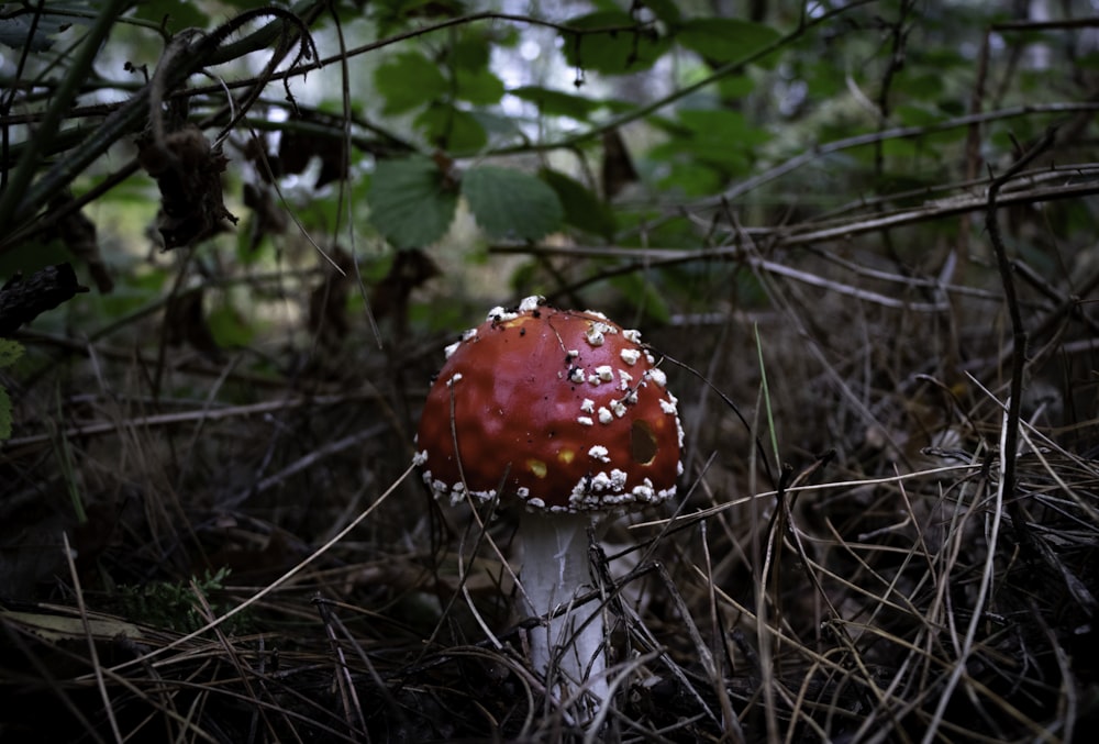 red and white mushroom growing on dried leaves and twigs covered soil