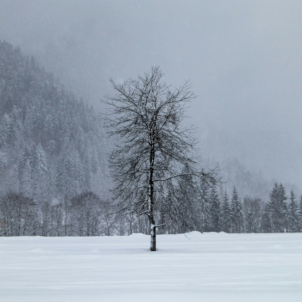 bare tree during daytime