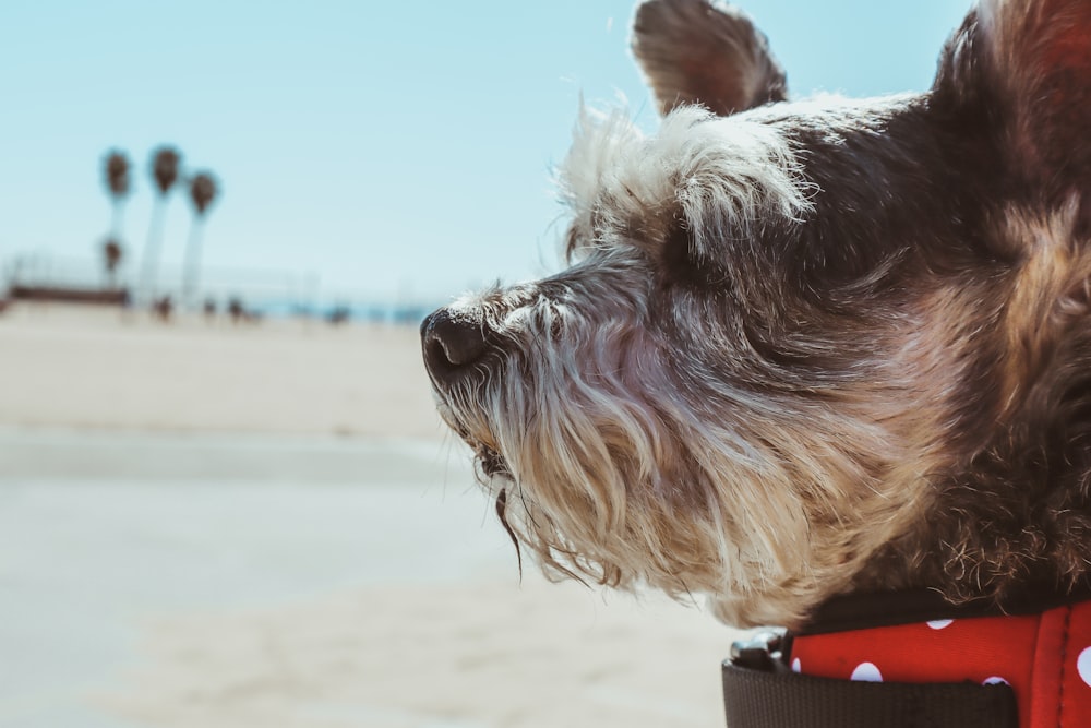 selective focus photography of Yorkshire dog