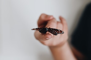 Belab looking curiously at a butterfly perched on her finger, with a background of soft brown and gold hues.