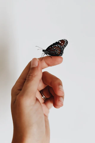 Hands gently holding a delicate butterfly, symbolizing transformation and hope.