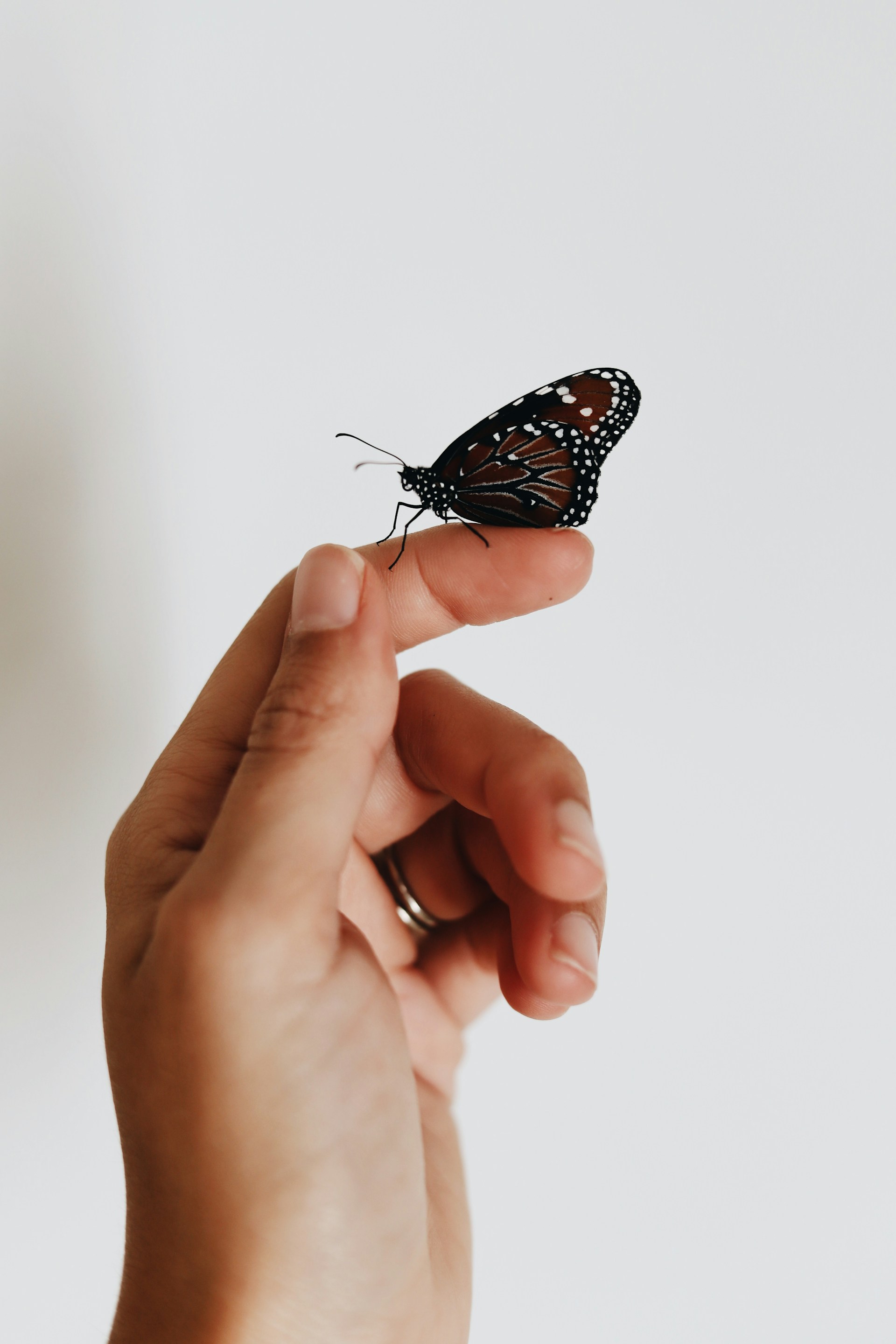 A close-up of hands gently holding a small bee figurine, symbolizing care and transformation.