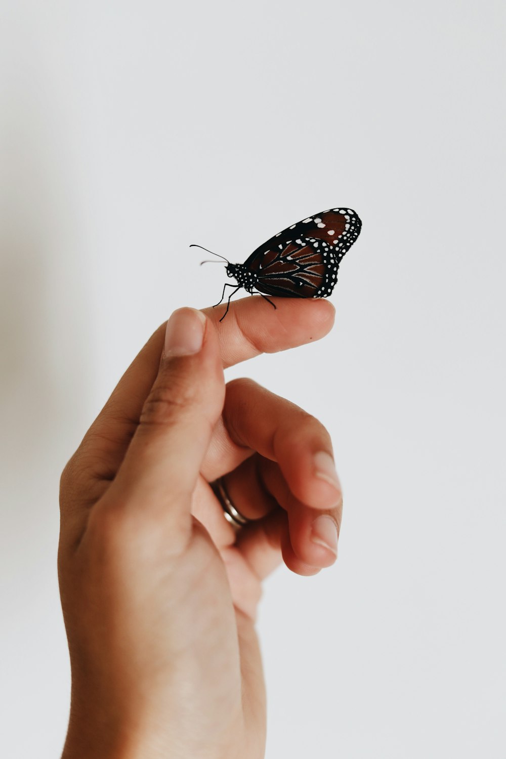 brown and black butterfly on person index finger