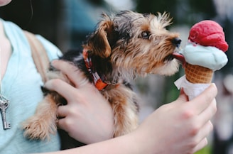 Colorful display of icy dog treats arranged in a chilled cart with a smiling dog reaching for one.