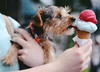 person holding brown and black airedale terrier puppy licking ice cream on cone