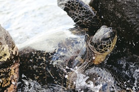 A sea turtle nestled among rocks with a gentle splash of water surrounding it. The turtle's shell and skin show a pattern of intricate natural designs, highlighted by the light reflecting off the water.