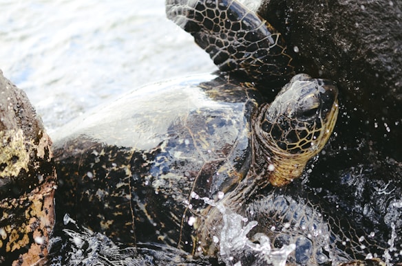 A sea turtle nestled among rocks with a gentle splash of water surrounding it. The turtle's shell and skin show a pattern of intricate natural designs, highlighted by the light reflecting off the water.