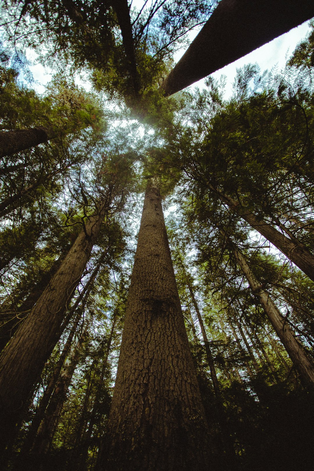 Forest photo by Hanan Edwards (@hananedwards) on Unsplash Forest photo by Hanan Edwards (@hananedwards) on Unsplash
