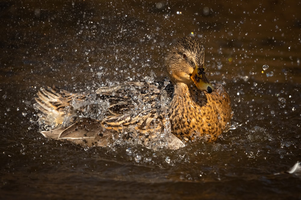 brown duck on water