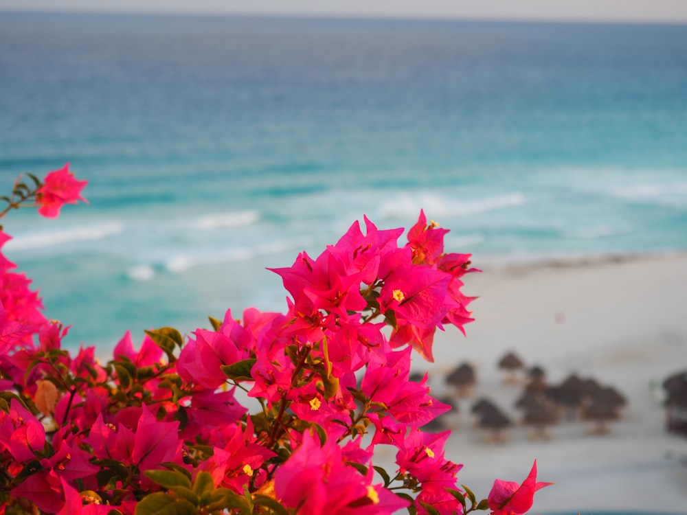 pink petaled flower bloom near in the beach during daytime