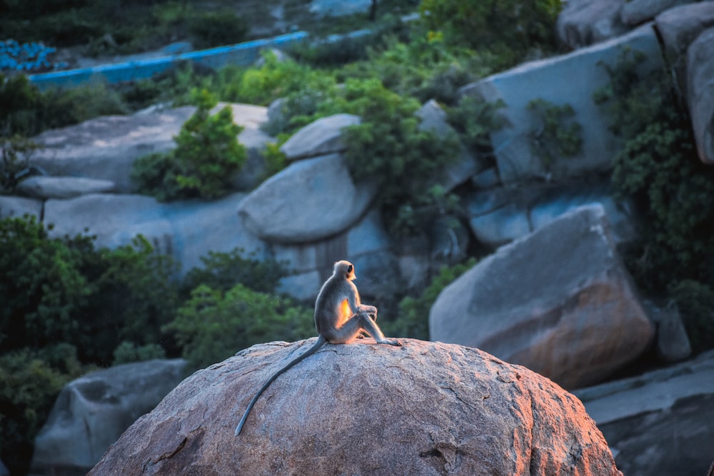 monkey sitting on big rock during daytime