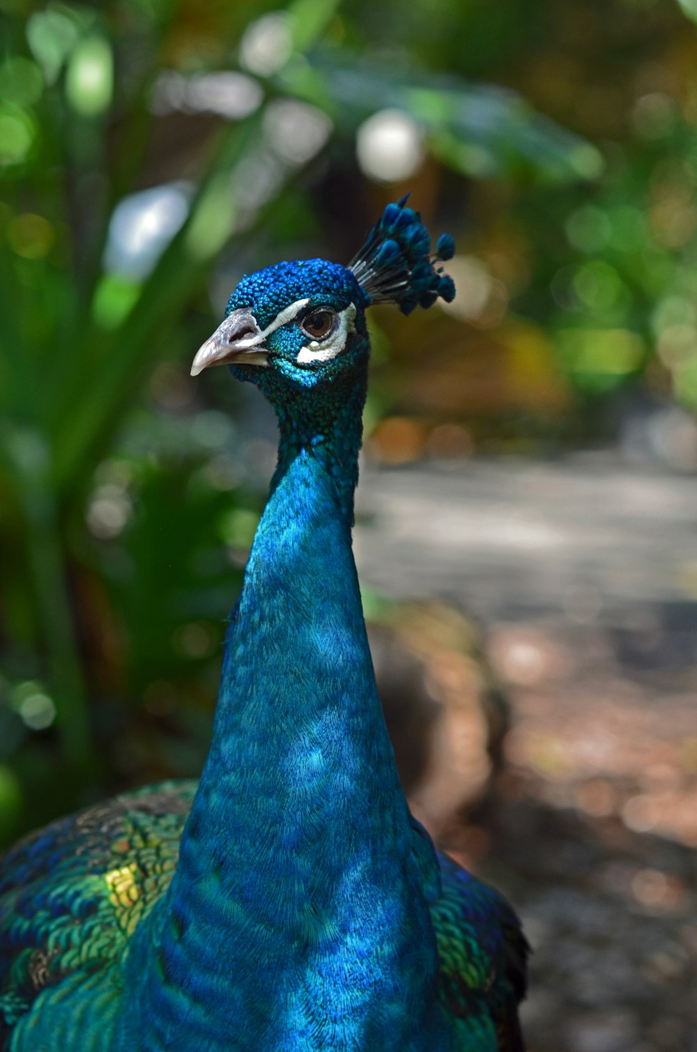 blue peacock beside green plant