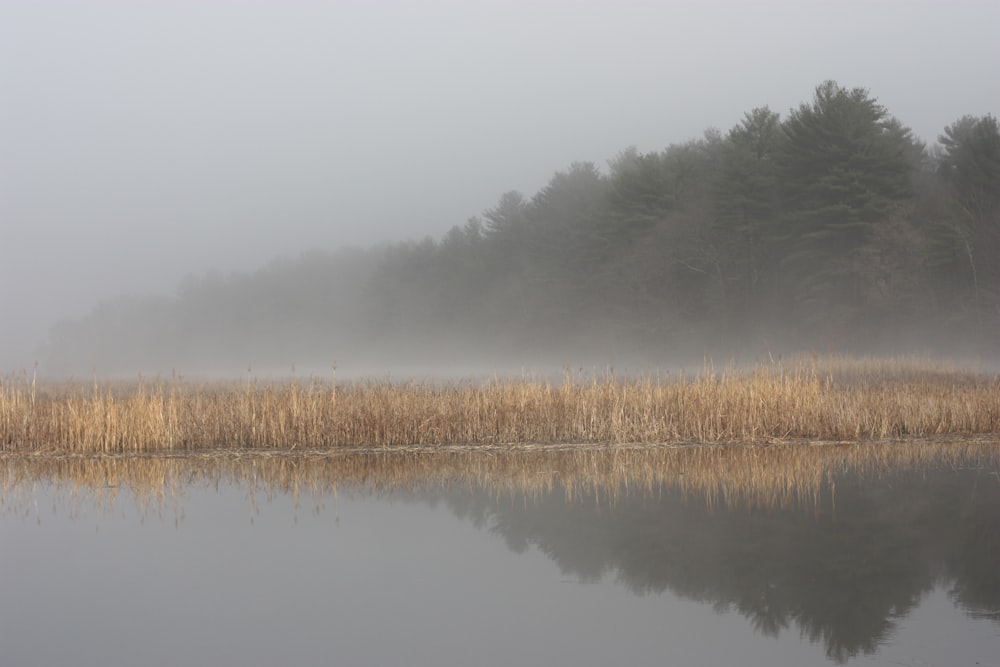 calm body of water near the green tree during daytime