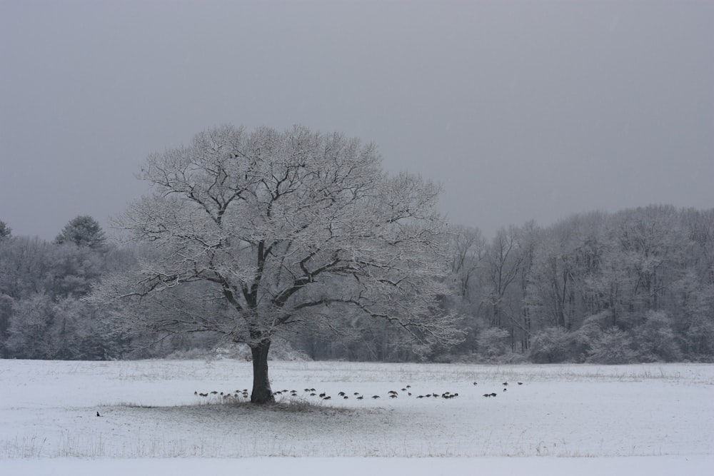 leafless tree at middle of field